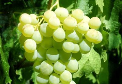 Başbakandan çağrı: 'Alkol yerine üzüm ye'