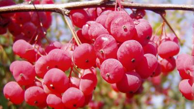 Sağlık Bakanlığı'ndan kanser azaltıcı besin listesi