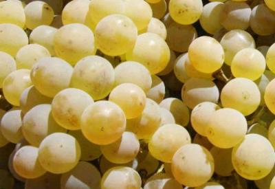 52 ton üzüm, Rusya gümrüklerinden neden geri döndü?