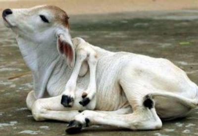 Transgenik tarım, tarımın da sonunu getirecek