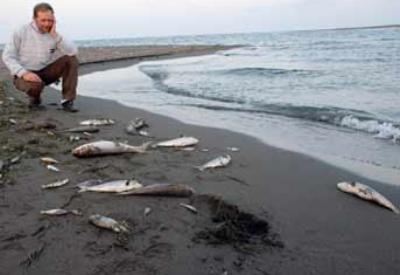 Balıkların cinsiyeti değişiyor. Peki neden?