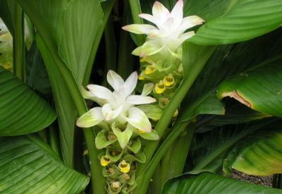 Kanser hücrelerini 24 saatte öldüren baharat