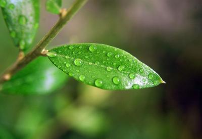 Tarım Bakanı, et fiyatlarını ucuzlatmak için yağmur bekliyor