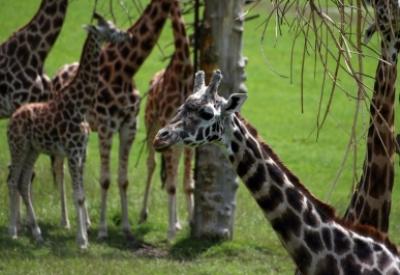 16.928 tür bitki ve hayvan tükenme tehlikesi altında